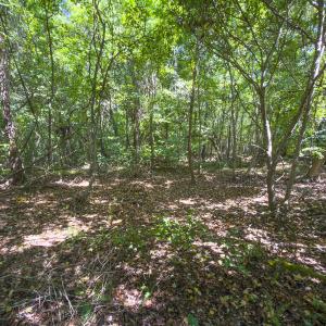 Photo #43 of Off of Park Springs Road, Ruffin, NC 49.4 acres