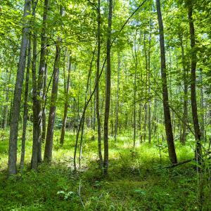 Photo #46 of Off of Park Springs Road, Ruffin, NC 49.4 acres