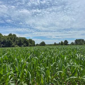 Photo #16 of 1.51 ac Off Titan Roberts Rd, Erwin, NC 1.5 acres