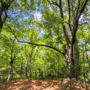 Photo #9 of Off of Park Springs Road, Ruffin, NC 14.7 acres