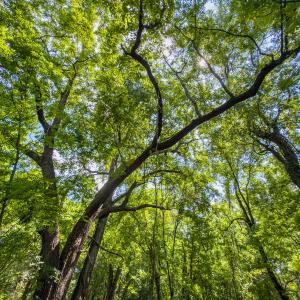 Photo #17 of Off of Park Springs Road, Ruffin, NC 14.7 acres