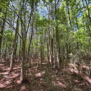 Photo #13 of 12 ac off Titan Roberts Rd, Erwin, NC 12.0 acres