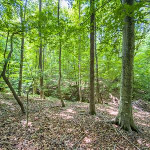 Photo #33 of Off of Park Springs Road, Ruffin, NC 14.7 acres