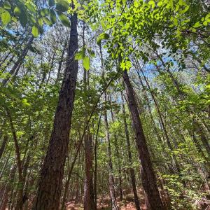 Photo #15 of 15 ac Off Titan Roberts Rd, Erwin, NC 15.0 acres