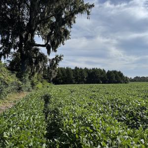 Photo #12 of Off of Highwy 9, Green Sea, SC 65.2 acres