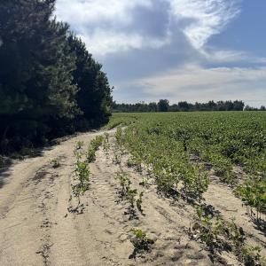 Photo #14 of Off of Highwy 9, Green Sea, SC 65.2 acres