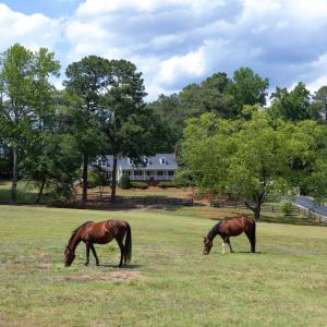 Photo #11 of 4205 MillPoint Dr., Wake Forest, NC 4.0 acres