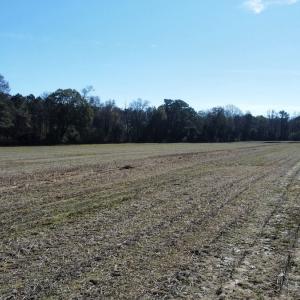 Photo #6 of Off of HWY 917, Nichols, SC 20.9 acres