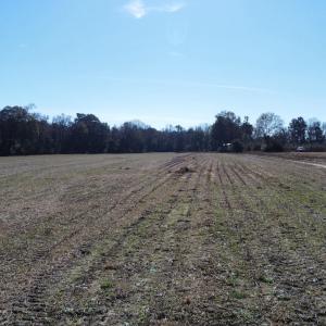 Photo #7 of Off of HWY 917, Nichols, SC 20.9 acres