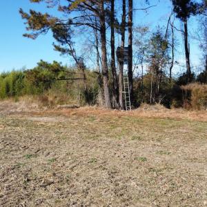 Photo #10 of Off of HWY 917, Nichols, SC 20.9 acres