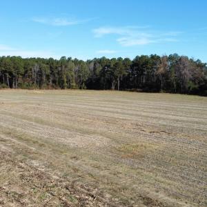 Photo #5 of Off of HWY 917, Nichols, SC 20.9 acres