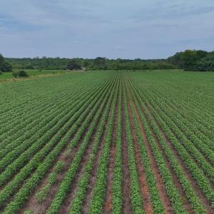Photo #16 of 0f off NC 46 Hwy, Gaston, NC 10.0 acres