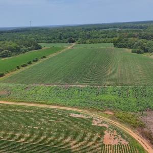 Photo #1 of 0f off NC 46 Hwy, Gaston, NC 10.0 acres