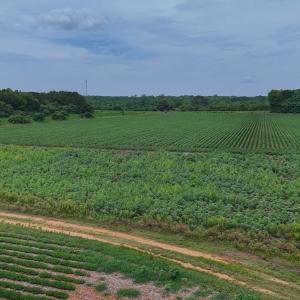Photo #31 of 0f off NC 46 Hwy, Gaston, NC 10.0 acres