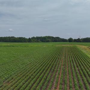 Photo #4 of 0f off NC 46 Hwy, Gaston, NC 10.0 acres