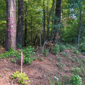 Photo #35 of Off of Cassam Road, Bahama, NC 10.1 acres