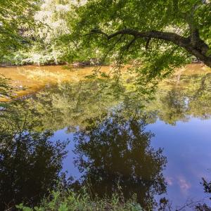 Photo #15 of Off of Cassam Road, Bahama, NC 21.7 acres