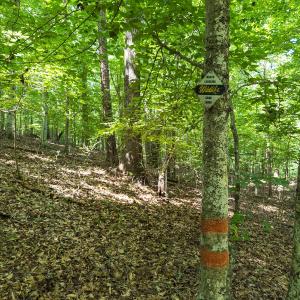 Photo #38 of Off of Cassam Road, Bahama, NC 21.7 acres