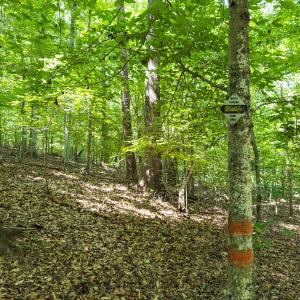 Photo #5 of Off of Cassam Road, Bahama, NC 32.7 acres