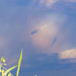 Photo #7 of Off of Cassam Road, Bahama, NC 32.7 acres