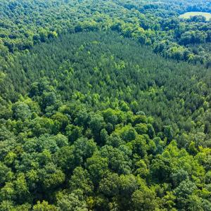 Photo #18 of Off of Cassam Road, Bahama, NC 32.7 acres