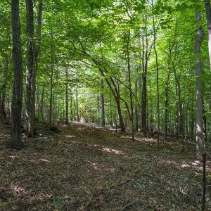 Photo #19 of Off of Cassam Road, Bahama, NC 32.7 acres