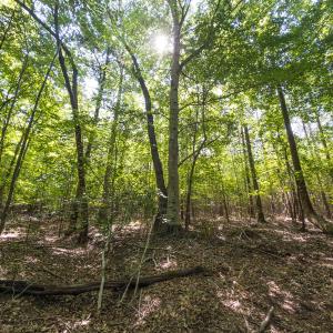 Photo #25 of Off of Cassam Road, Bahama, NC 32.7 acres