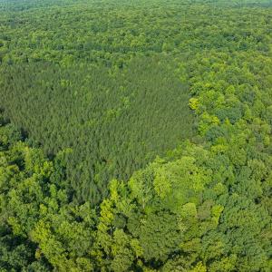 Photo #35 of Off of Cassam Road, Bahama, NC 32.7 acres