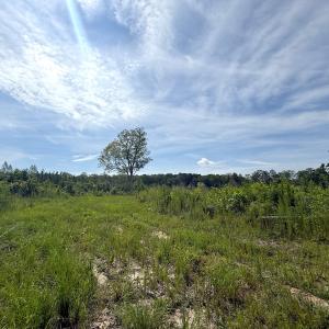 Photo #17 of Off of Hollybush Road, Dendron, VA 19.2 acres