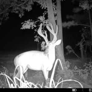 Photo #20 of Off of Hollybush Road, Dendron, VA 19.2 acres