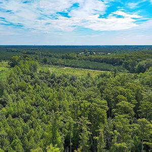 Photo #11 of Off of Hollybush Road, Dendron, VA 19.2 acres