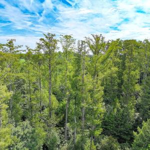 Photo #12 of Off of Hollybush Road, Dendron, VA 19.2 acres