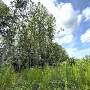 Photo #21 of Off of Hollybush Road, Dendron, VA 19.2 acres