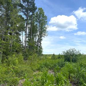 Photo #23 of Off of Hollybush Road, Dendron, VA 19.2 acres