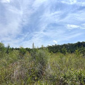 Photo #24 of Off of Hollybush Road, Dendron, VA 19.2 acres