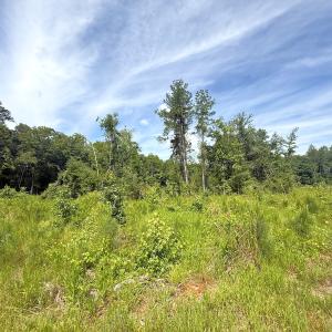 Photo #25 of Off of Hollybush Road, Dendron, VA 19.2 acres