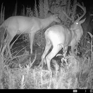 Photo #27 of Off of Hollybush Road, Dendron, VA 19.2 acres