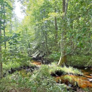 Photo #28 of Off of Hollybush Road, Dendron, VA 19.2 acres