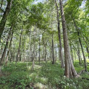 Photo #29 of Off of Hollybush Road, Dendron, VA 19.2 acres