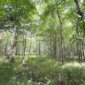 Photo #31 of Off of Hollybush Road, Dendron, VA 19.2 acres