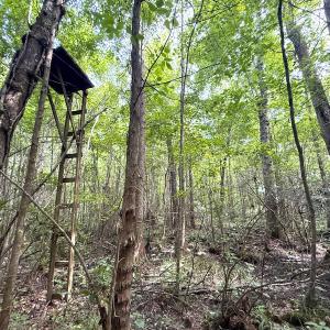 Photo #32 of Off of Hollybush Road, Dendron, VA 19.2 acres
