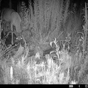 Photo #33 of Off of Hollybush Road, Dendron, VA 19.2 acres