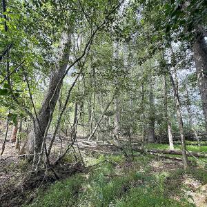 Photo #34 of Off of Hollybush Road, Dendron, VA 19.2 acres