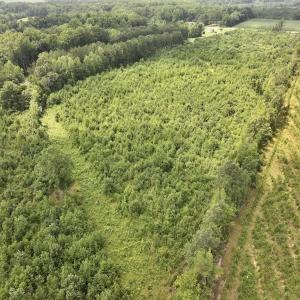 Photo #10 of 15 Rainbow Road, Off Hwy 561, Scotland Neck, NC 14.2 acres