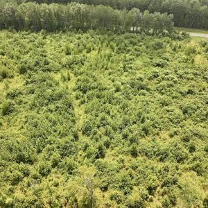 Photo #12 of 15 Rainbow Road, Off Hwy 561, Scotland Neck, NC 14.2 acres