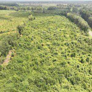 Photo #14 of 15 Rainbow Road, Off Hwy 561, Scotland Neck, NC 14.2 acres