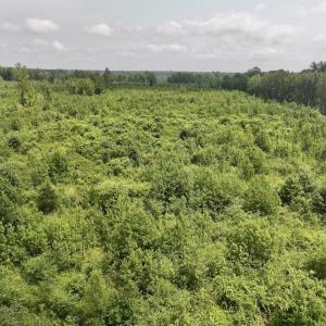 Photo #15 of 15 Rainbow Road, Off Hwy 561, Scotland Neck, NC 14.2 acres