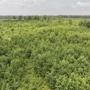 Photo #18 of 15 Rainbow Road, Off Hwy 561, Scotland Neck, NC 14.2 acres