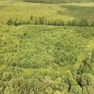 Photo #7 of 15 Rainbow Road, Off Hwy 561, Scotland Neck, NC 14.2 acres