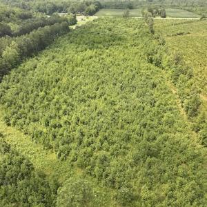 Photo #9 of 15 Rainbow Road, Off Hwy 561, Scotland Neck, NC 14.2 acres